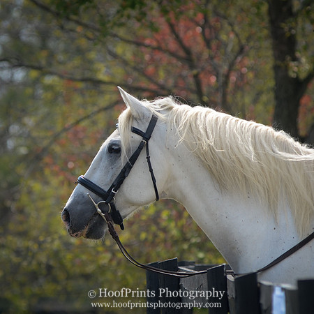Portrait, Headshot, Andulusian, Horse
