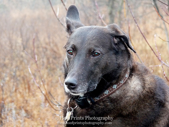 Nikita