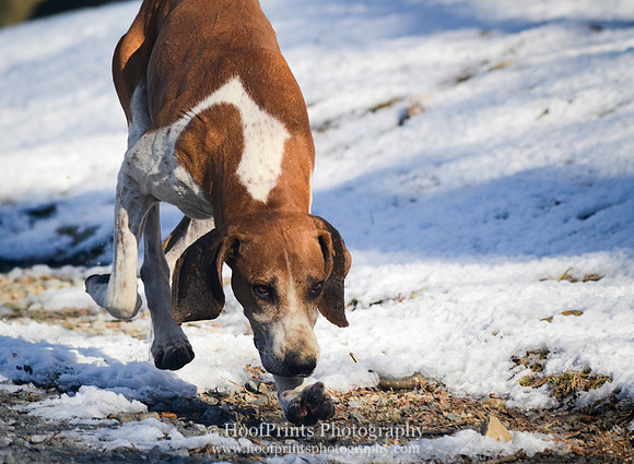 Hound on a scent