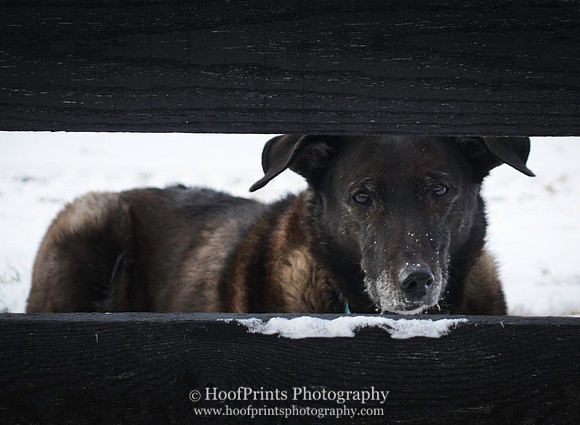 Nikita behind a fence