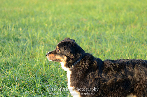 Otto