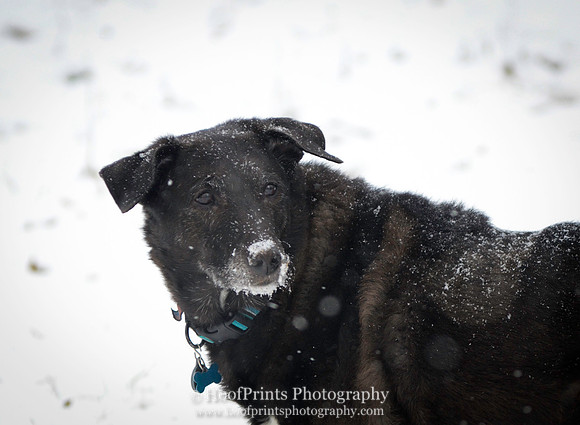 Nikita in the snow