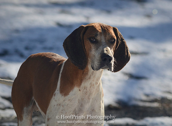 Hound Dog