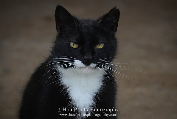 Sylvester's twin