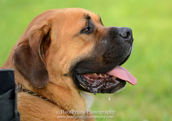 Boxer
