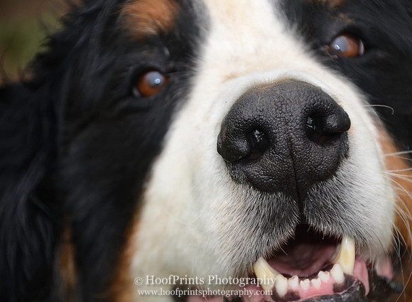 Bailey up close