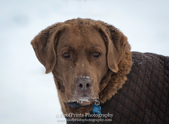 Casey in the snow