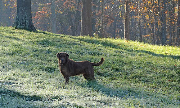 Casey in the field