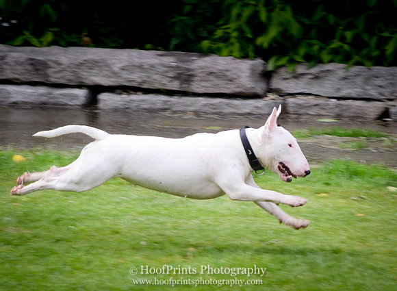 Bully on the run