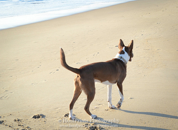 Dog on a beach