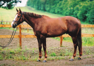 Spirit of the Outback, Intermediate 2* event horse, portrait
