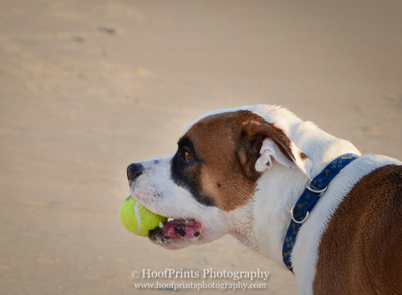 Dog with a ball
