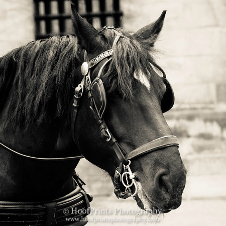Carriage horse in Amsterdam